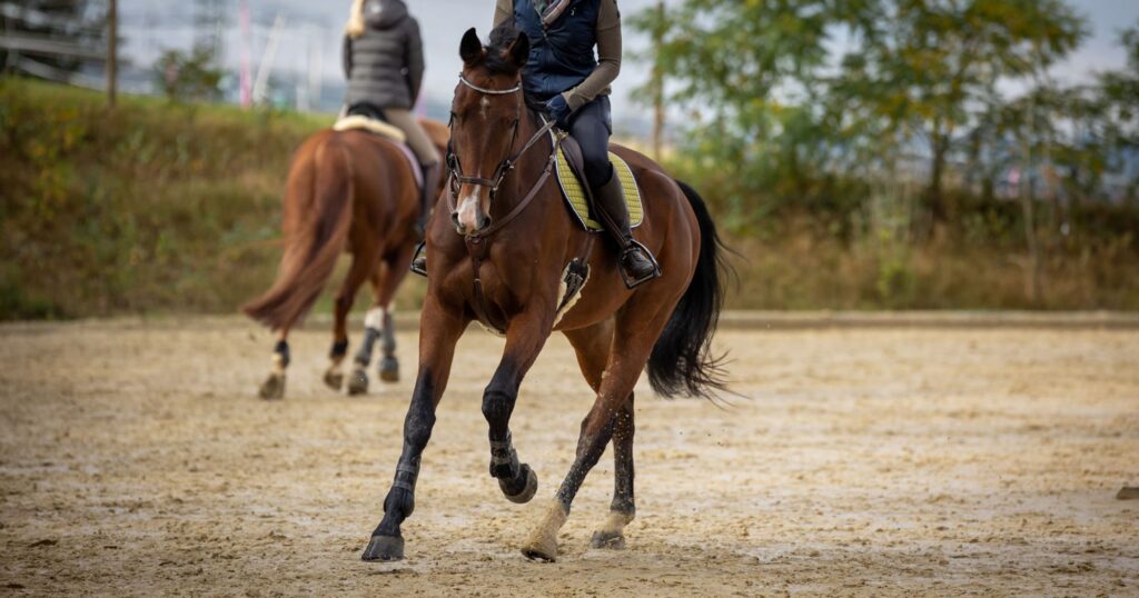 The Importance of Cooling Down after Horseback Riding