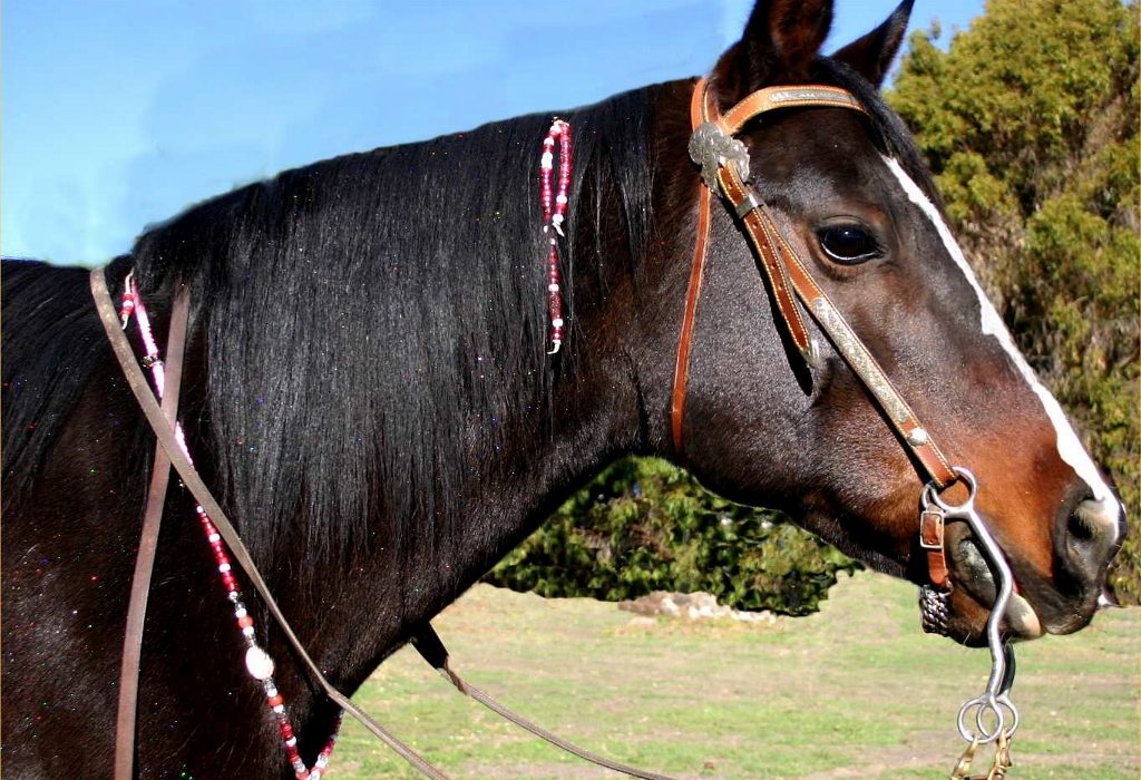 The Importance of Patience in Horseback Riding