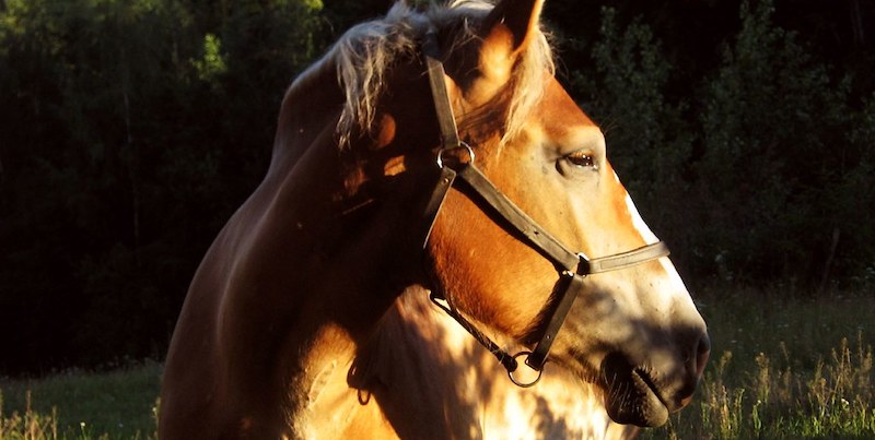 The Influence of Horseback Riding in Literature