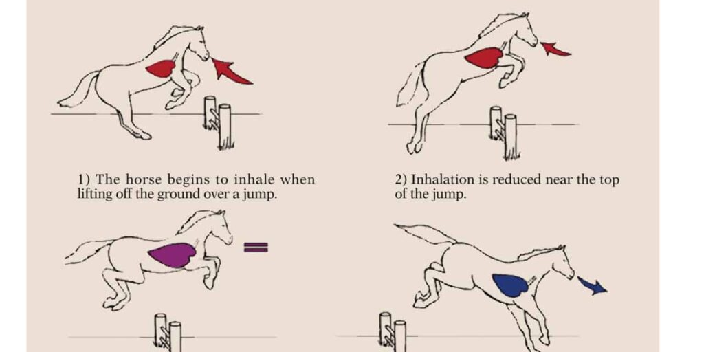 The Role of Breathing Techniques in Horseback Riding