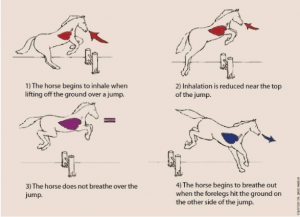 The Role of Breathing Techniques in Horseback Riding