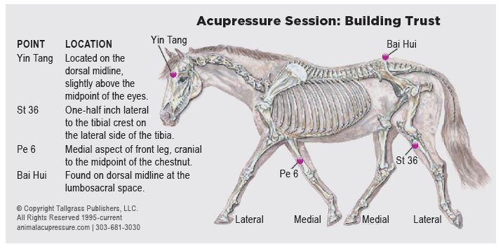 The Role of Horseback Riding in Building Trust