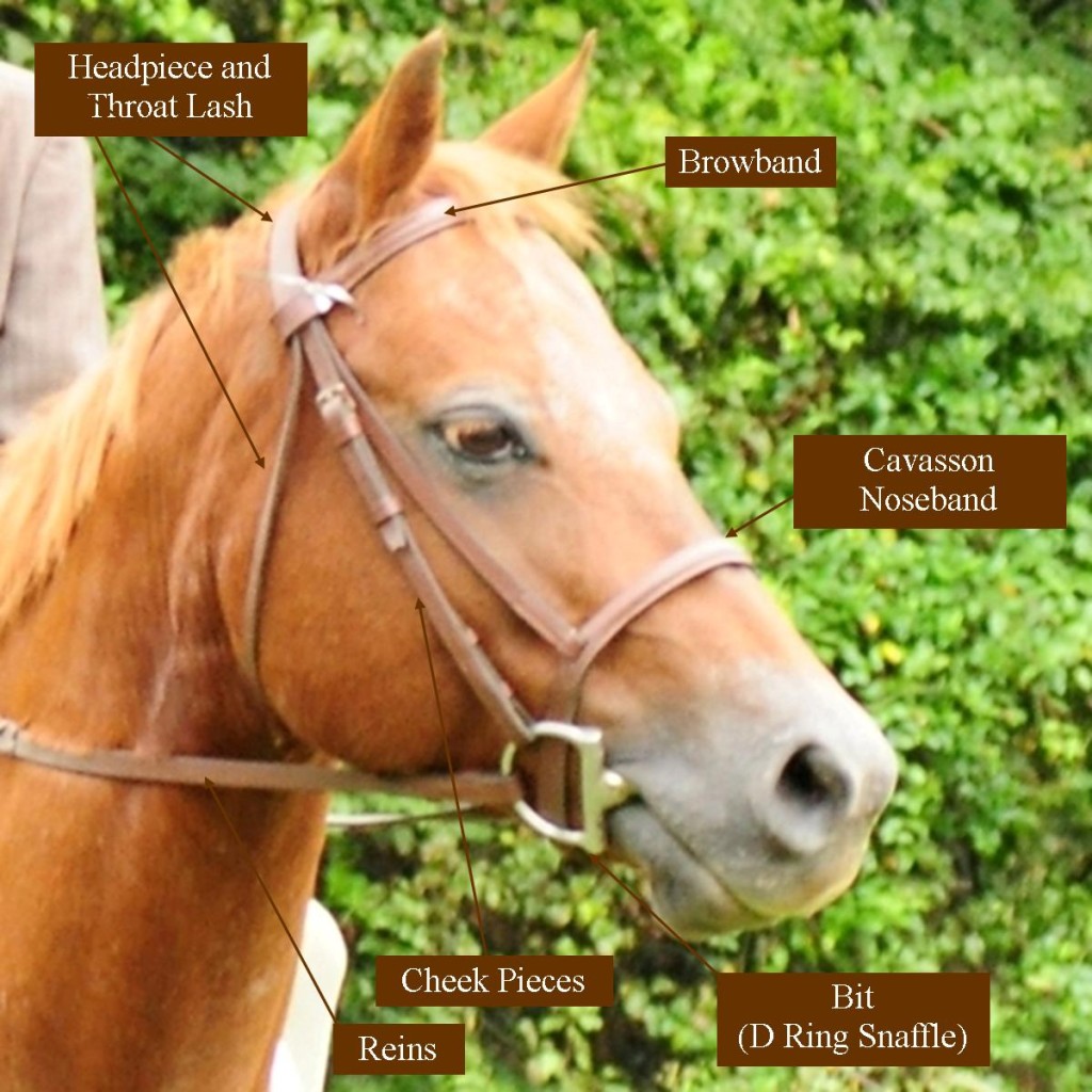 The Role of Tack in Horseback Riding