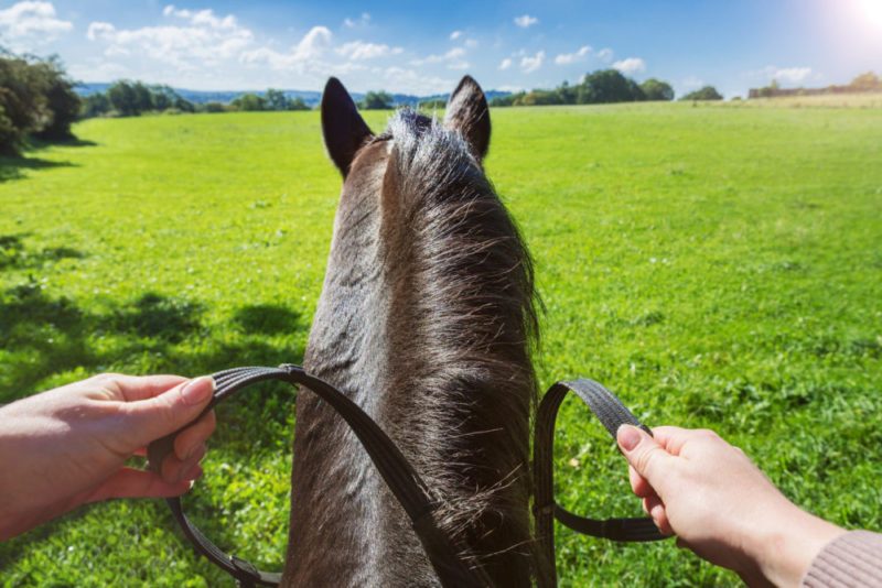 The Role of Visualization in Improving Horseback Riding Skills