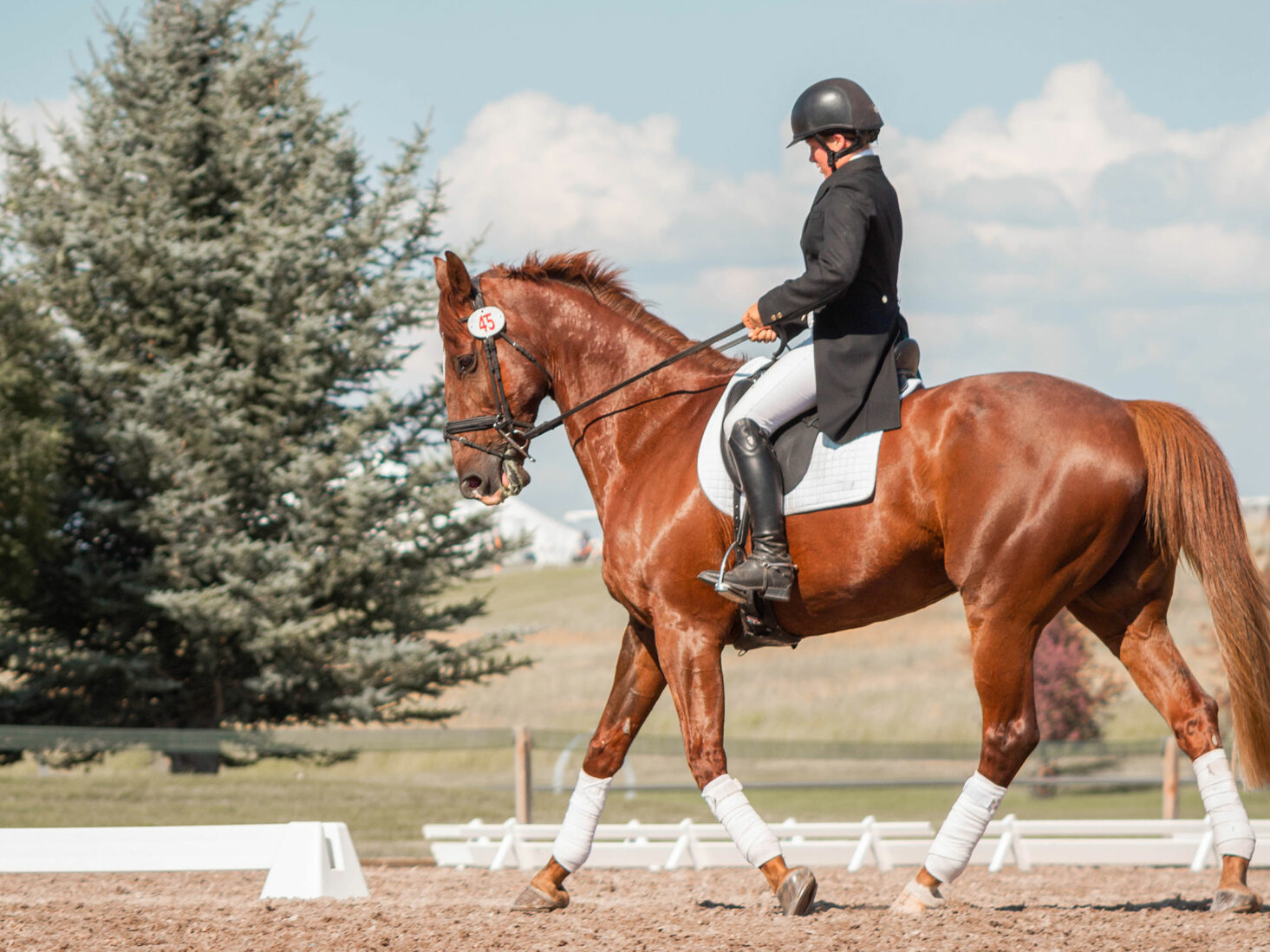 The Thrill of Horseback Riding Adventures