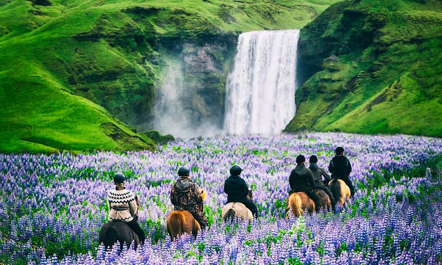 The Ultimate Guide to Horseback Riding