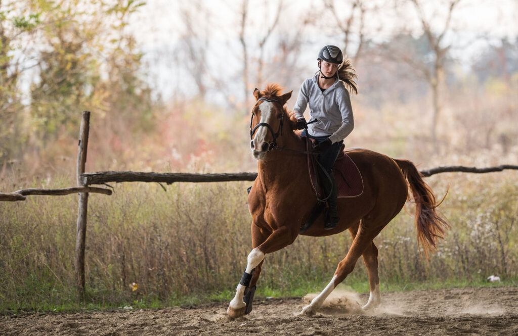 Training Your Horse for Riding