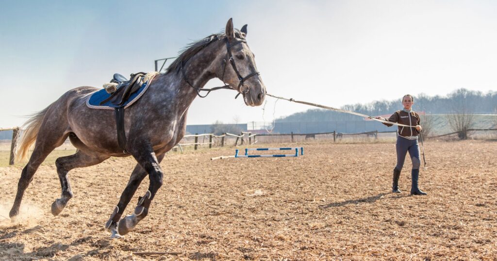 Training Your Horse for Riding