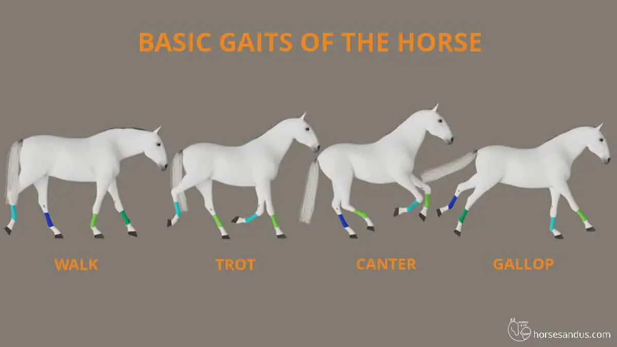 Understanding Horseback Riding Gaits