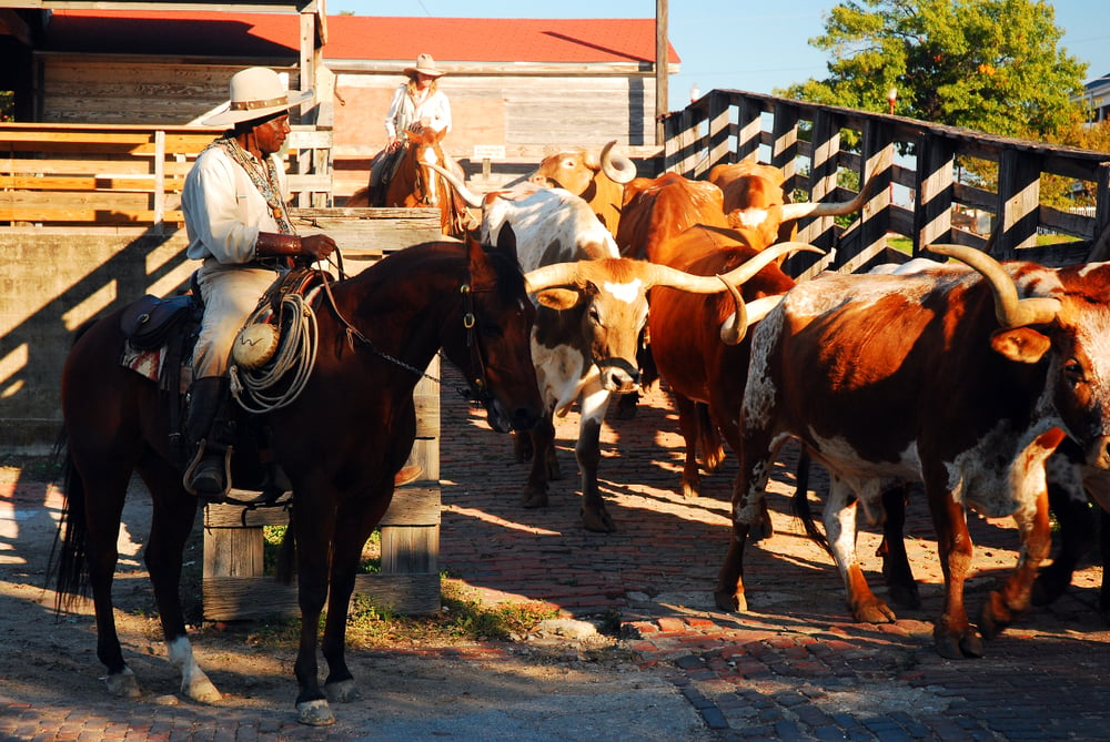 Unleashing Your Inner Cowboy/Cowgirl through Horseback Riding