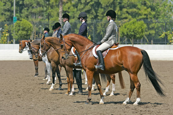 Exploring Different Horseback Riding Events and Shows