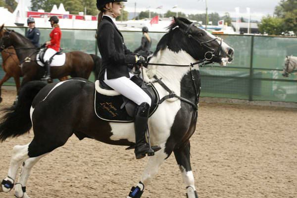 Horseback Riding and its Influence on Discipline