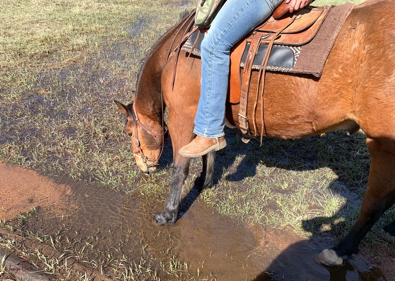 Overcoming Obstacles in Horseback Riding