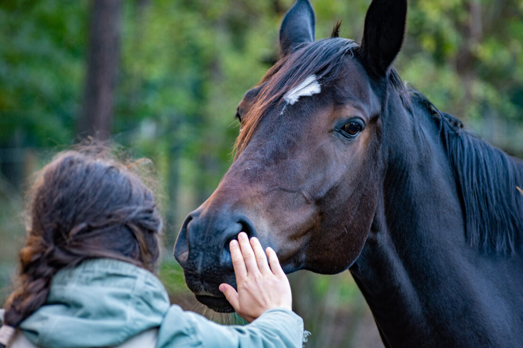 The Art of Building Trust with Your Horse