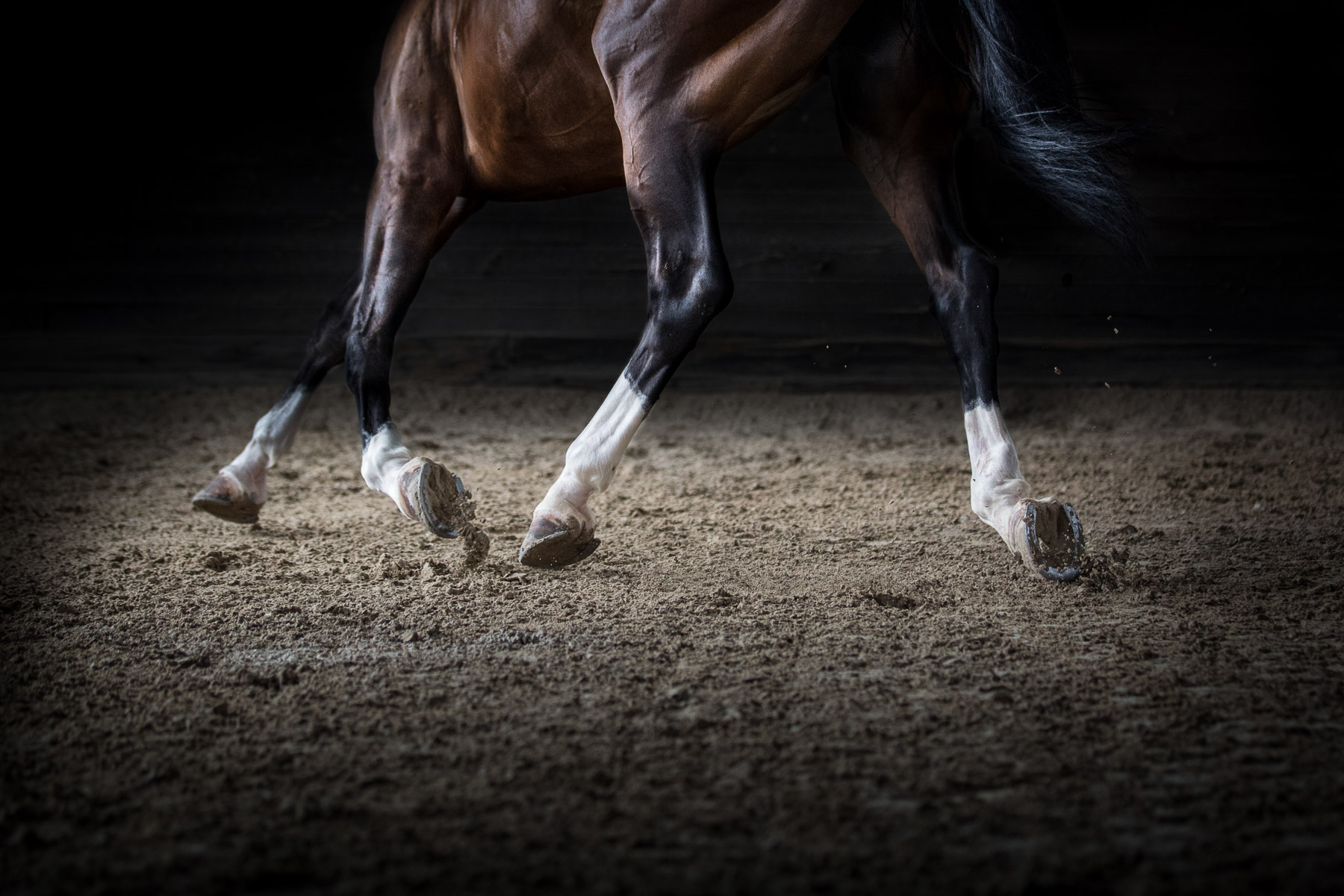 The Art of Horseback Riding Photography