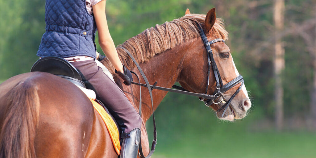 The Role of Nutrition in Horseback Riding