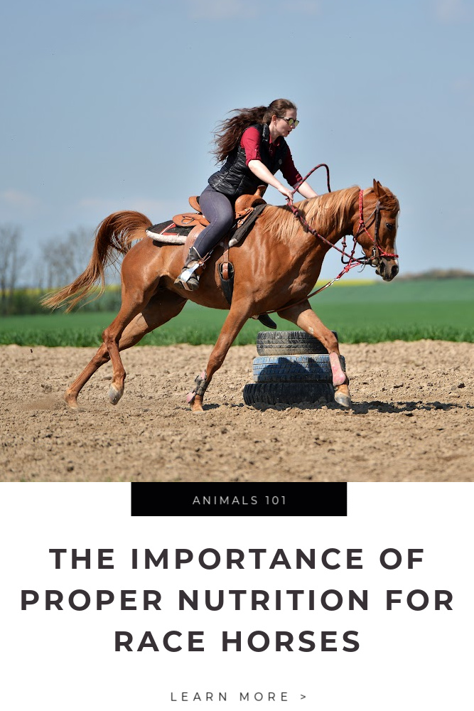 The Role of Nutrition in Horseback Riding