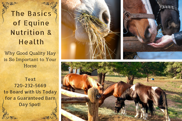 The Role of Nutrition in Horseback Riding