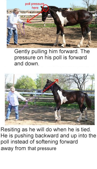 The Role of Patience in Horseback Riding