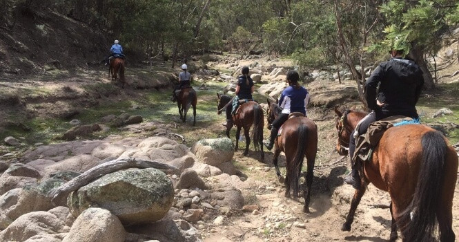 The Thrill of Horseback Riding in the Wild