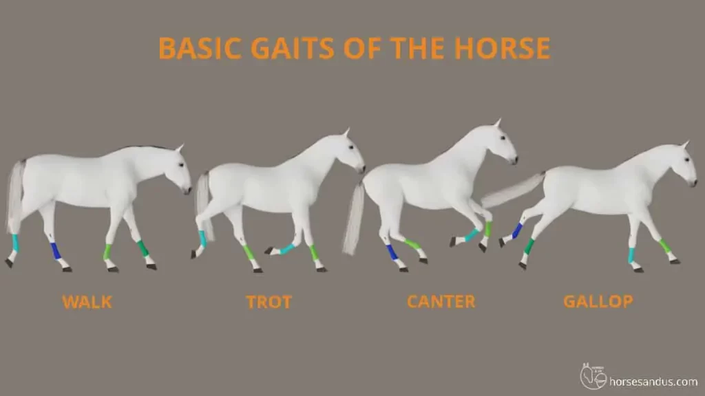 Understanding the Different Gaits in Horseback Riding