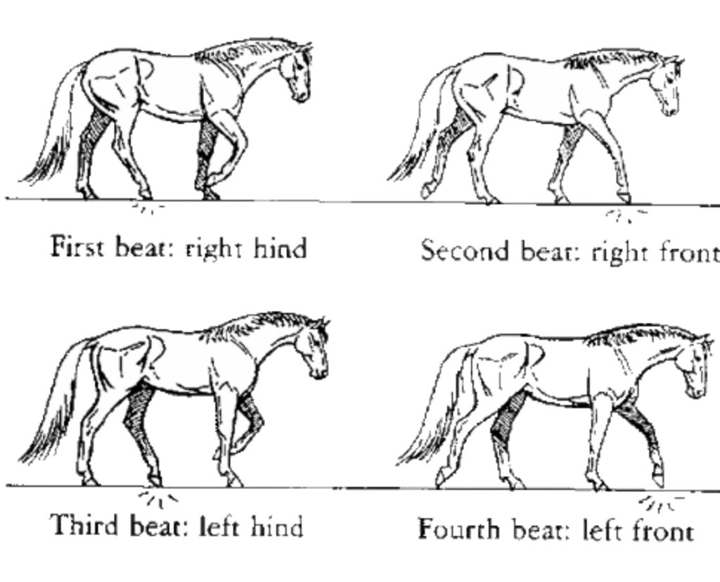 Understanding the Different Gaits in Horseback Riding