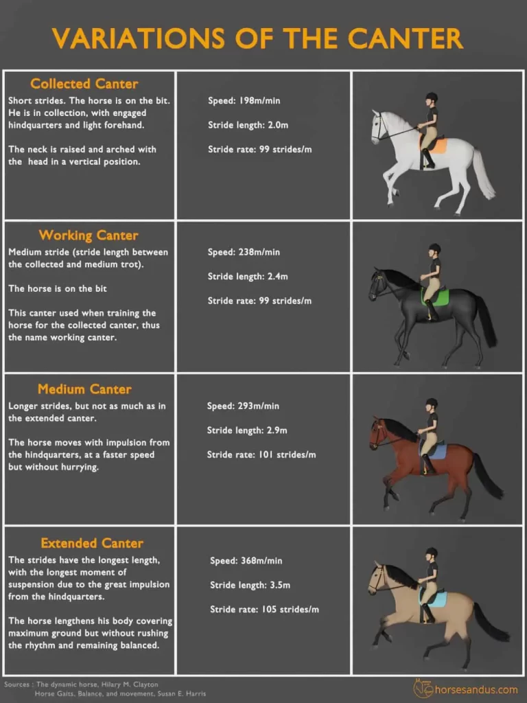 Understanding the Different Gaits in Horseback Riding