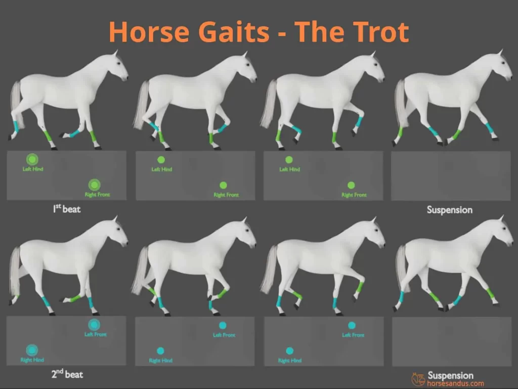 Understanding the Different Gaits in Horseback Riding