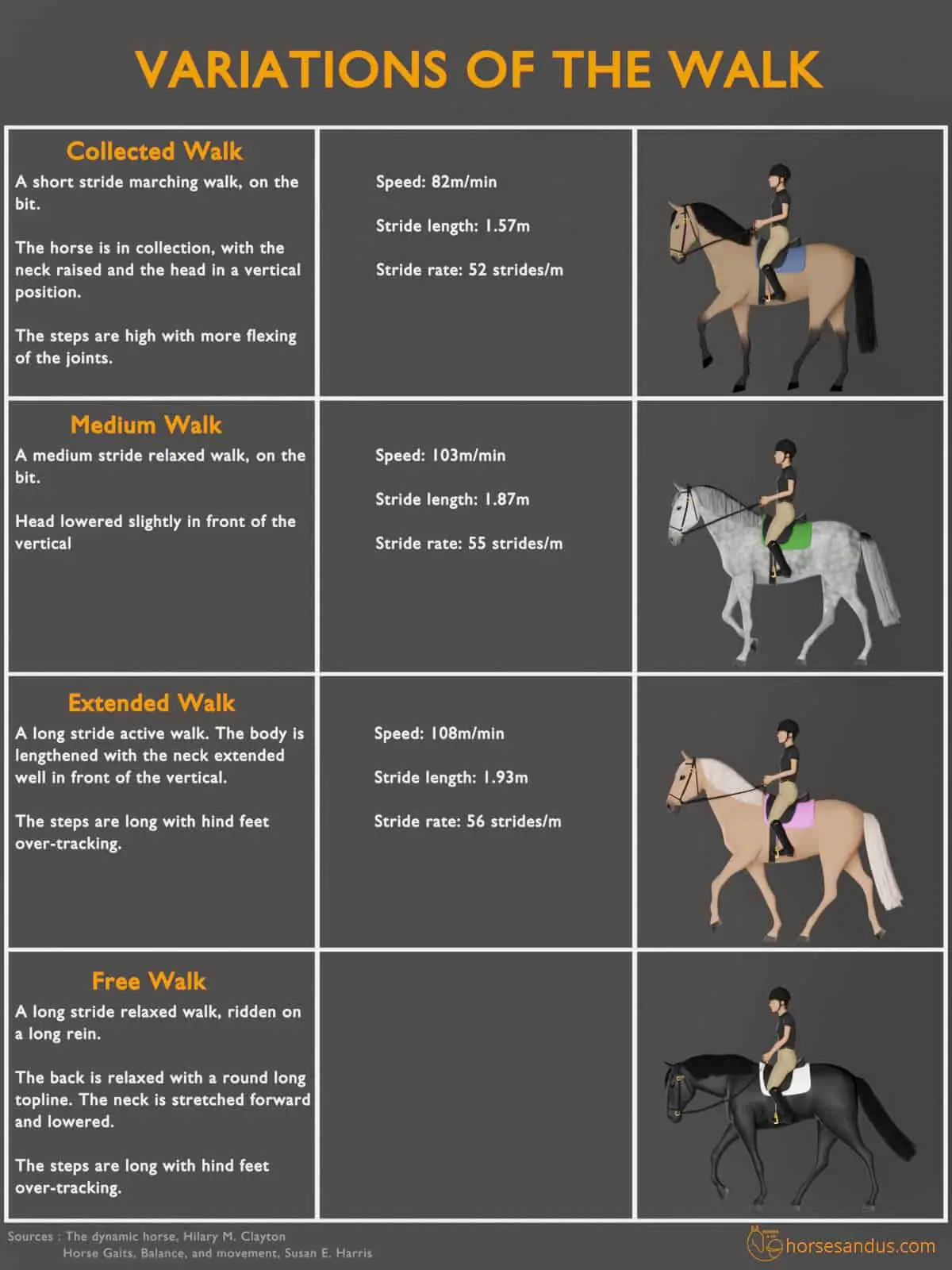 Understanding the Different Gaits in Horseback Riding