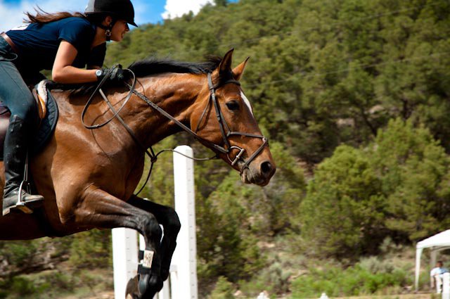 Discovering the World of Competitive Horseback Riding