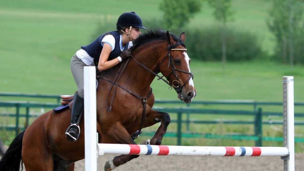 Discovering the World of Competitive Horseback Riding