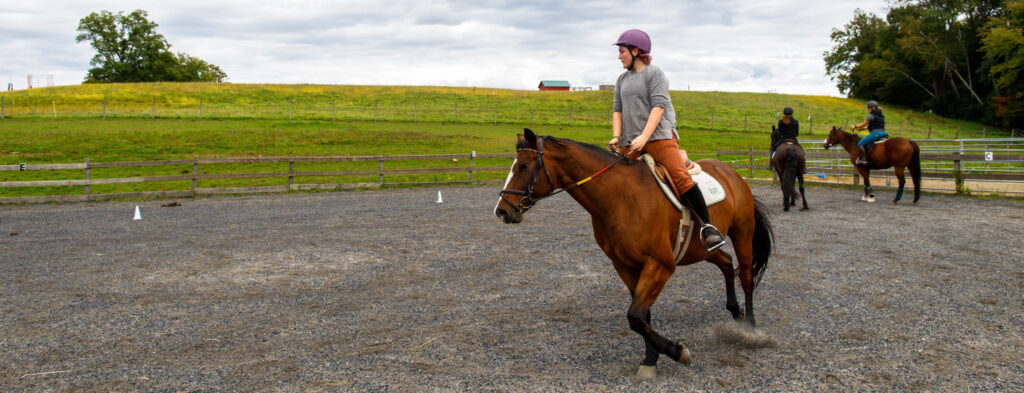 Exploring Different Horseback Riding Academies