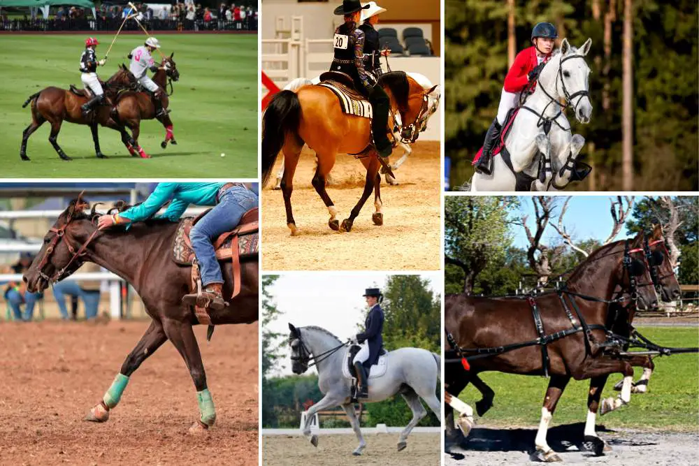 Finding Harmony: Exploring Horseback Riding Styles