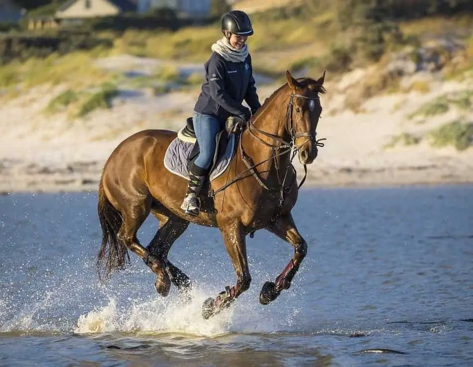 Horseback Riding and its Influence on Perseverance