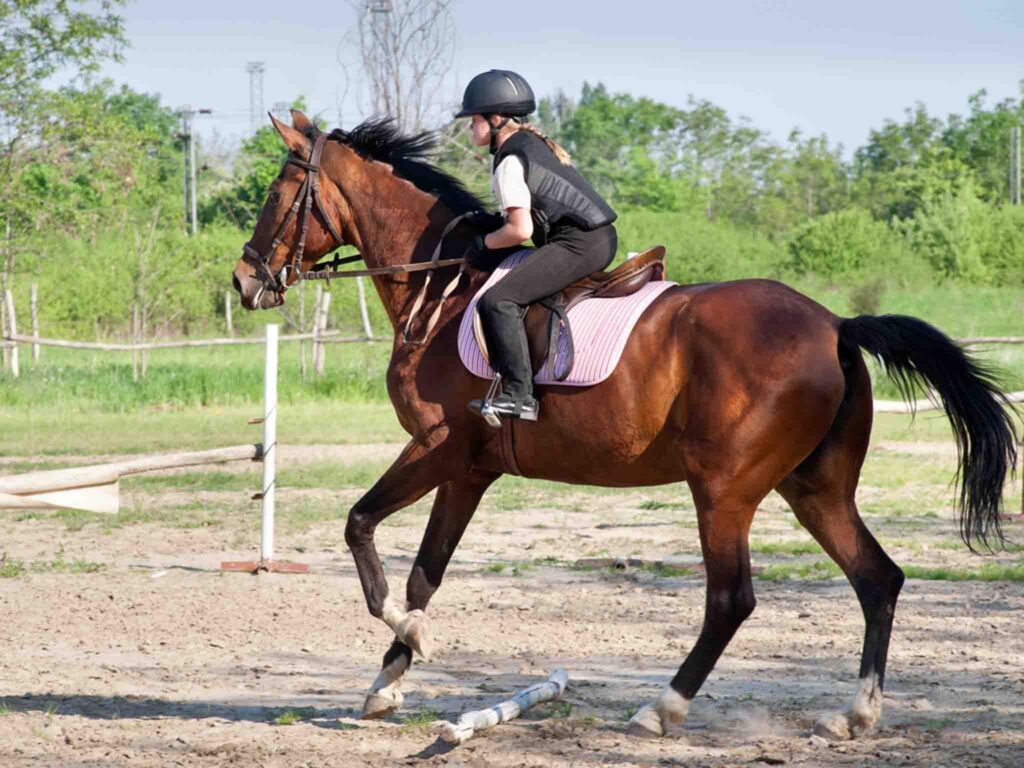 Horseback Riding and its Influence on Problem-Solving