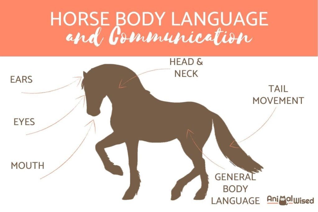 The Art of Communication: Understanding Your Horses Language