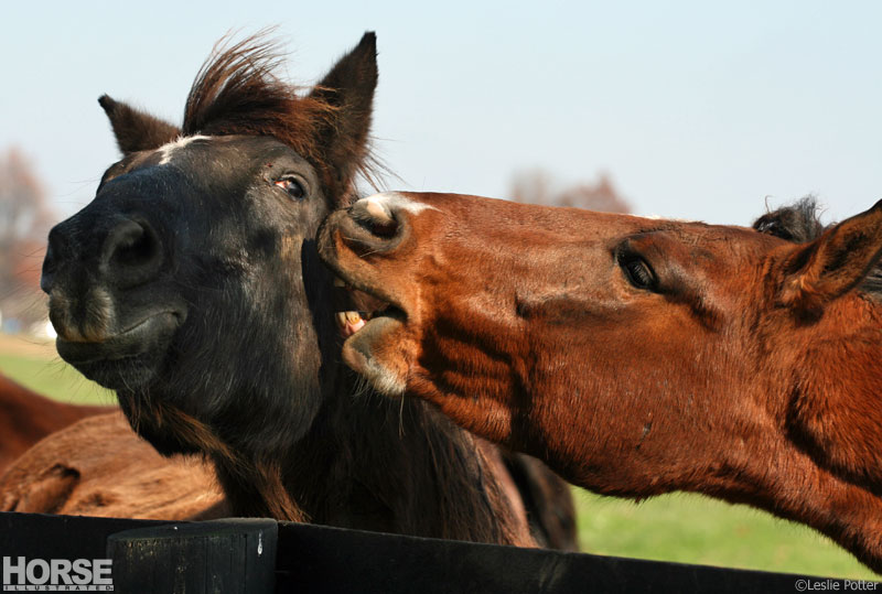 The Art of Communication: Understanding Your Horses Language