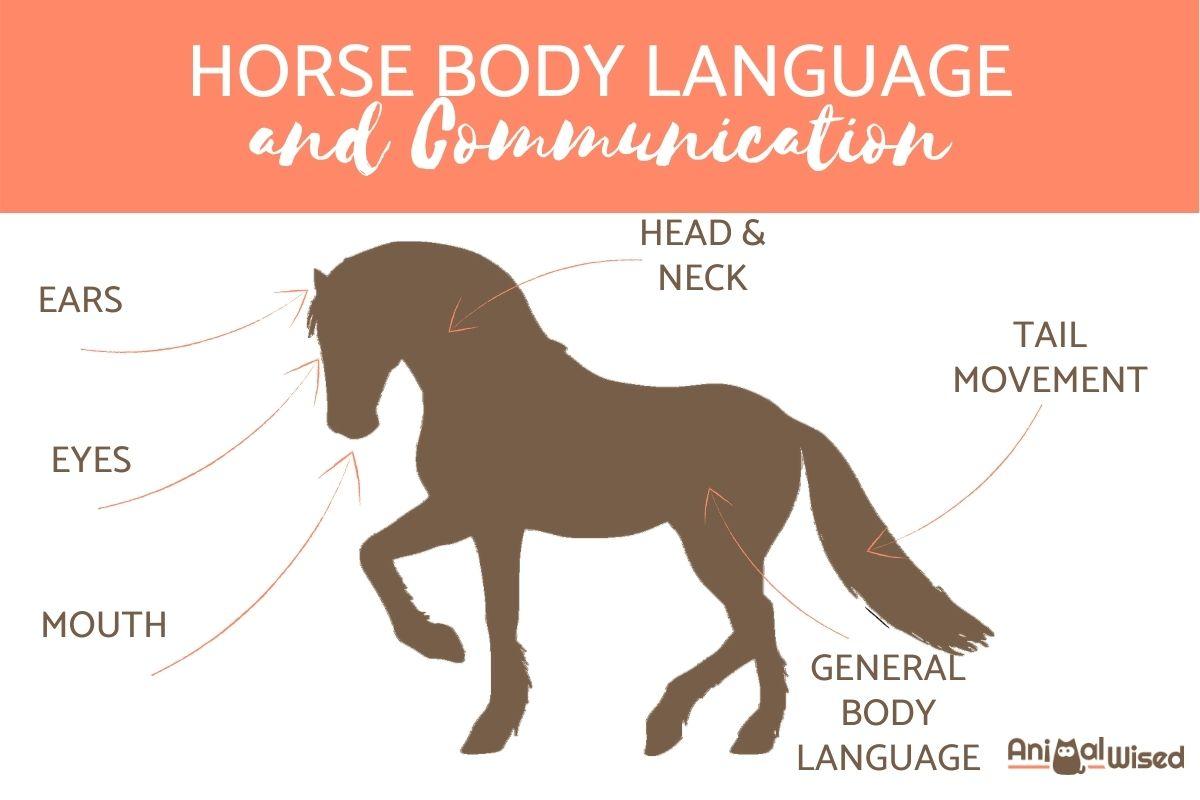 The Art of Communication: Understanding Your Horse’s Language