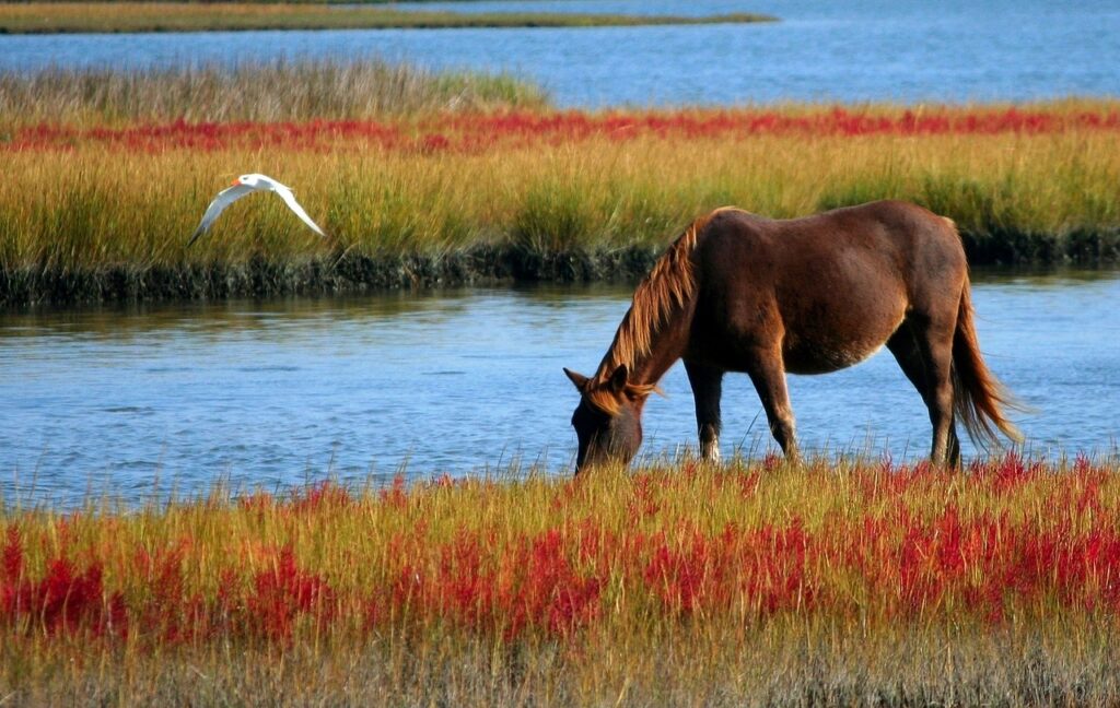 The Benefits of Horseback Riding for Joint Health