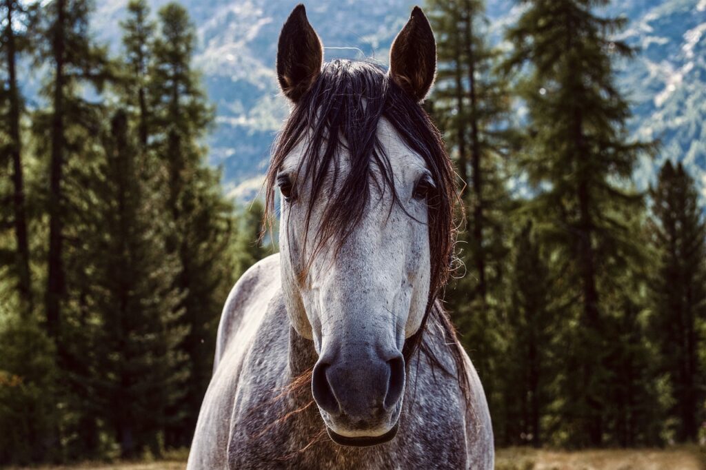 The Benefits of Horseback Riding for Joint Health