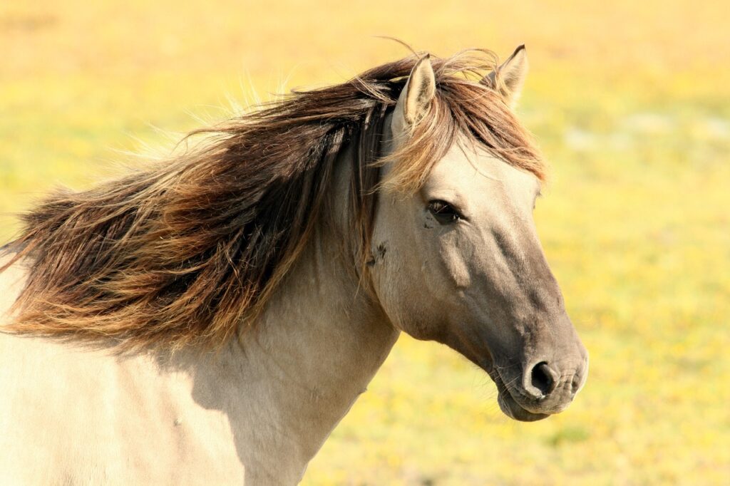 The Benefits of Horseback Riding for Joint Health