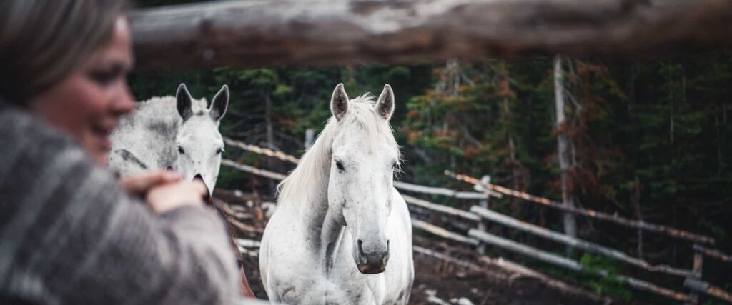 The Bond Between a Rider and their Horse: A Journey of Friendship