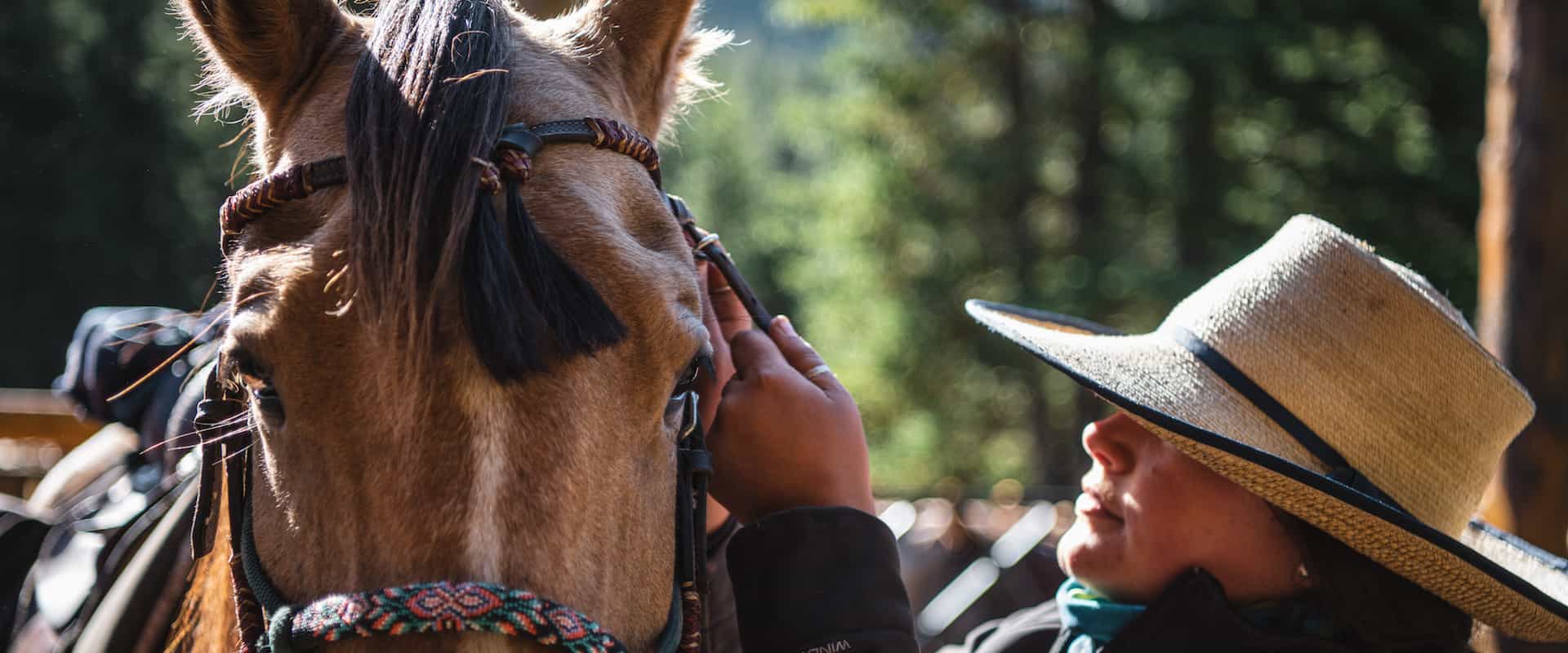 The Bond Between a Rider and their Horse: A Journey of Friendship