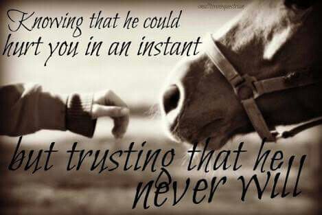 The Bond Between a Rider and their Horse: Lessons in Trust