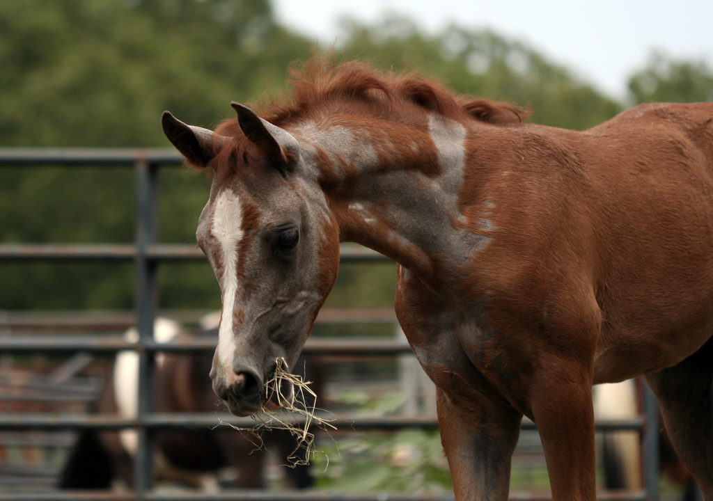 Tips for Horseback Riding with Allergies