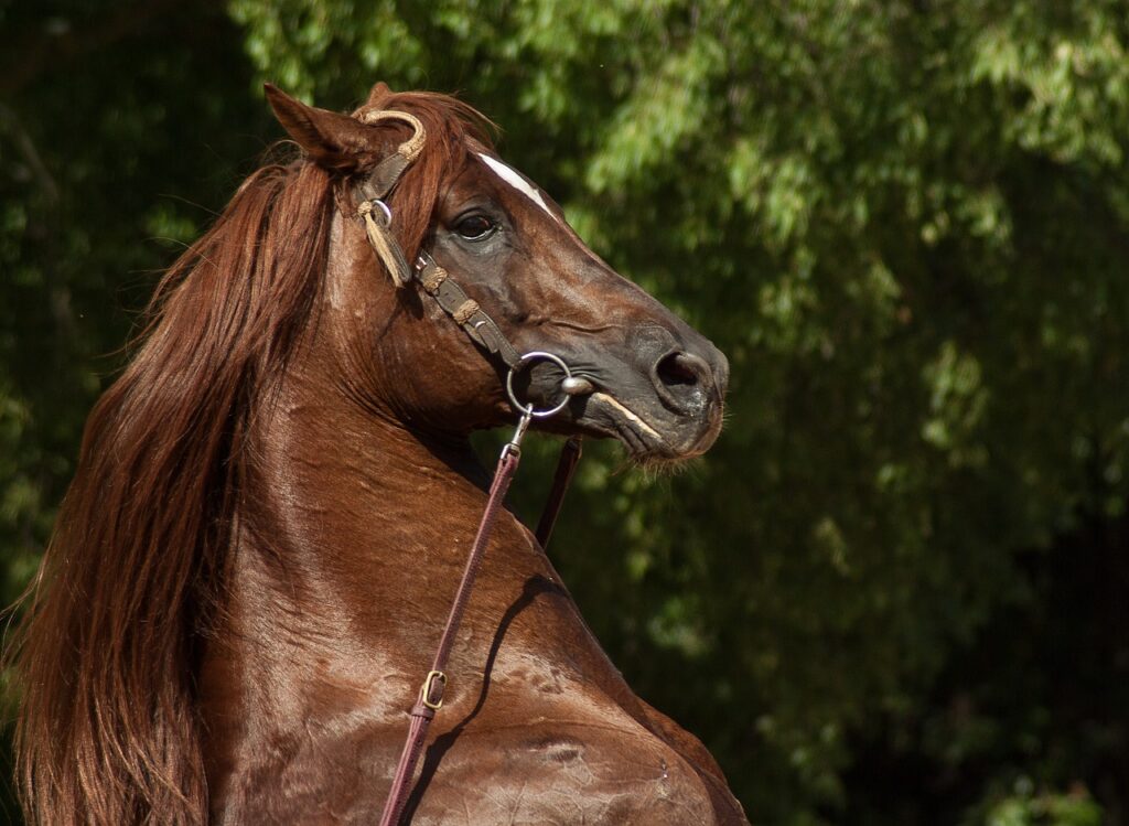 Discovering the Art of Dressage in Horseback Riding