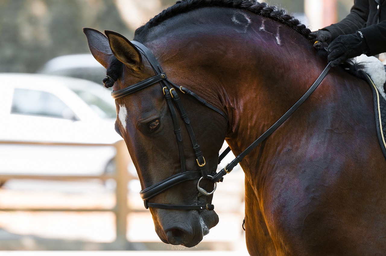 Discovering the Art of Dressage in Horseback Riding