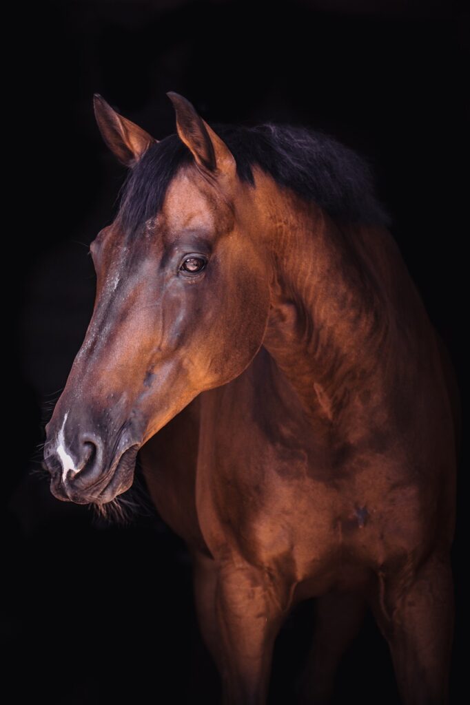 Horseback Riding and its Connection to Famous Equestrian Figures