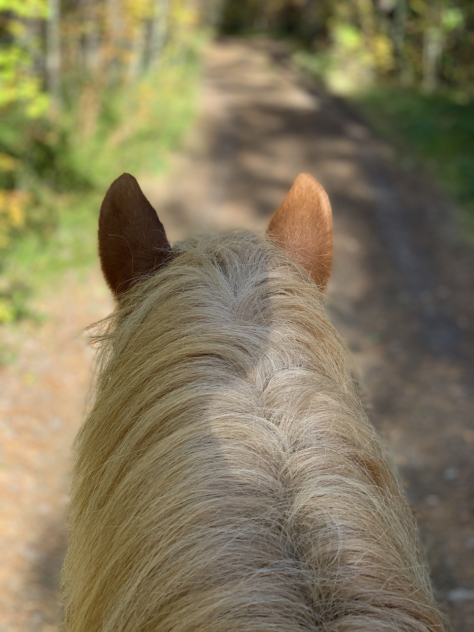 The Beauty of Horseback Riding in the Mountains