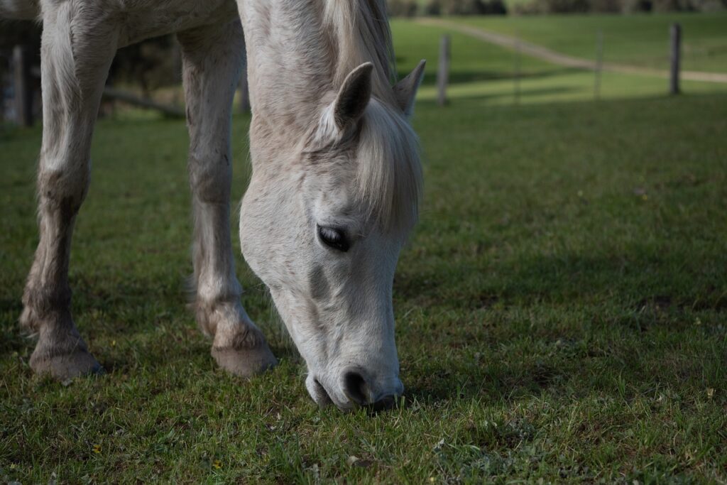 The Bond Between a Rider and their Horse: A Story of Freedom